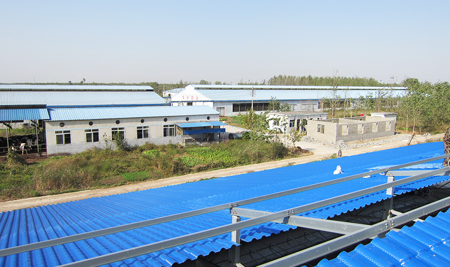 滁州伊利奶牛場順利簽約安徽秸稈瓦品牌——傳樹建材